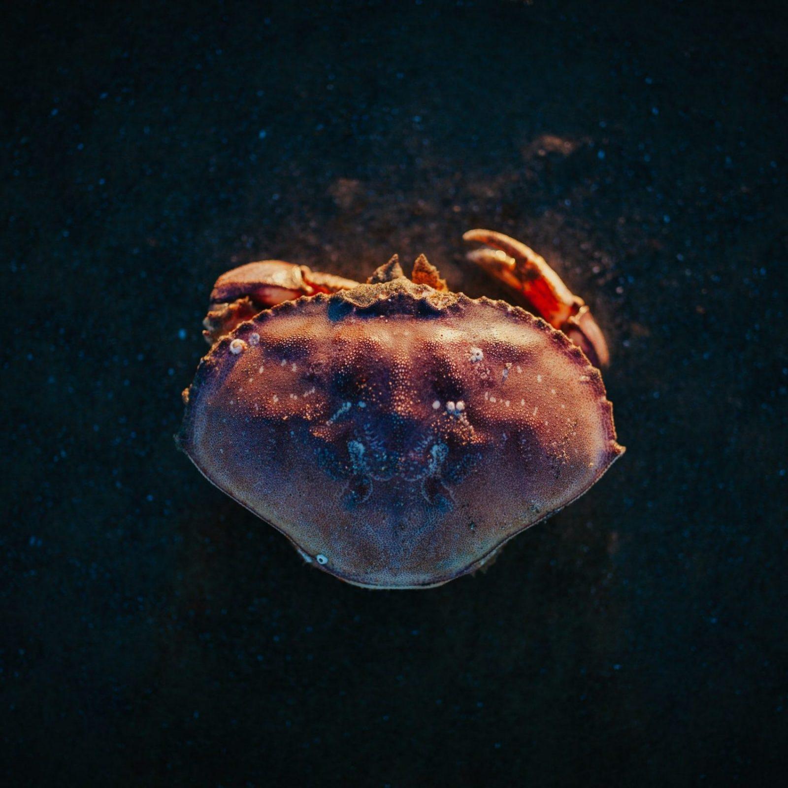 Les délices de la Mer